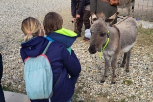 Šmrika (nära Rijeka/Krk/Crikvenica) Åsnefarm Familjekul