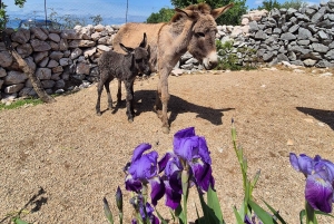 Šmrika (nära Rijeka/Krk/Crikvenica) Åsnefarm Familjekul