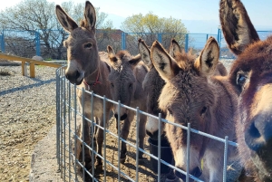 Šmrika (nära Rijeka/Krk/Crikvenica) Åsnefarm Familjekul