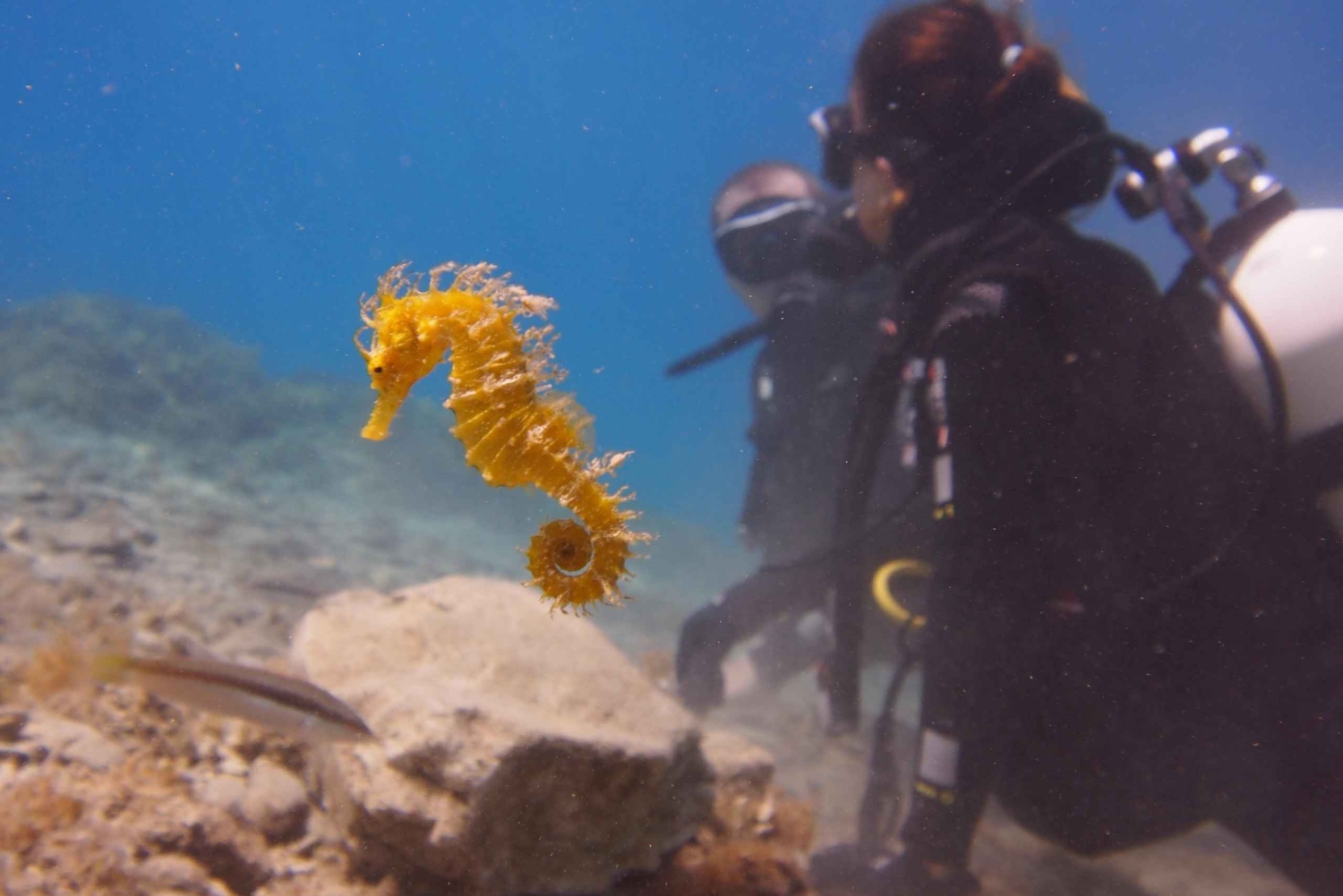 Split-Makarska-Brela Try SCUBA Dive