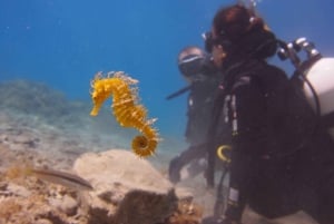 Split-Makarska-Brela Try SCUBA Dive