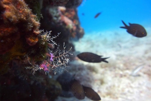 Split-Makarska-Brela Try SCUBA Dive