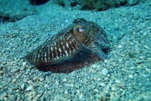 Split-Makarska-Brela Try SCUBA Dive