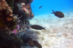 Split-Makarska-Brela Try SCUBA Dive