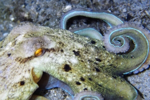 Split-Makarska-Brela Try SCUBA Dive