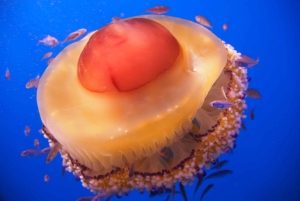 Split-Makarska-Brela Try SCUBA Dive