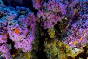 Split-Makarska-Brela Try SCUBA Dive