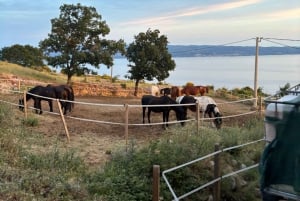 SPLIT: Panorama-Quad-Tour in Podstrana