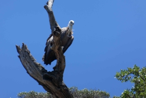 Tour por Stara Baška y Plavnik en el barco taxi Kormat
