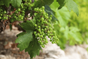 Дегустационный тур в Стон, Пелешац и Корчулу