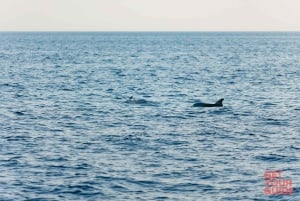 Sunset Dolphin Watching in Brijuni – All-Inclusive Boat Tour