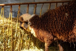 Aventure des Trois Lacs (tous les jours) / Marché de Zadvarje le mardi