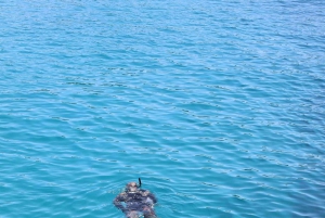 Trogir: Bootstour zum einzigartigen Unterwassermuseum