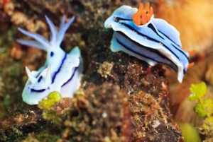 トゥチェピ：ガイド付きダイビングとギアを備えたアドリア海ダイビング レッスン