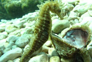 トゥチェピ：ガイド付きダイビングとギアを備えたアドリア海ダイビング レッスン