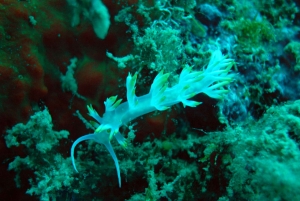 Tucepi: Bootstour zum Schnorcheln an der Makarska Riviera