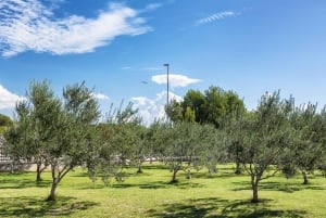 Uljara sv. Ivan Vodice: Olivenoljesmaking og omvisning på olivenoljefabrikk