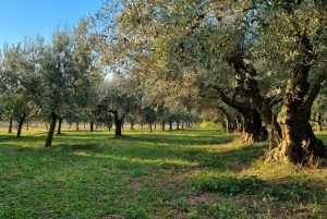 Umag: Olive Oil, Wine, and Local Food at a Family Farm