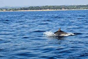 Umag: Passeio de barco pela manhã com mergulho com snorkel e observação de golfinhos