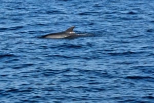 Umag: Passeio de barco pela manhã com mergulho com snorkel e observação de golfinhos