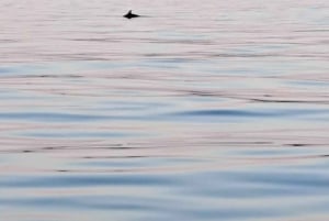 Umag: Passeio de barco pela manhã com mergulho com snorkel e observação de golfinhos