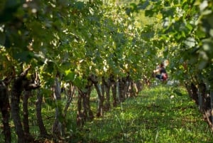 Vodice: Vinarija Birin Winery Tour with Wine Tasting