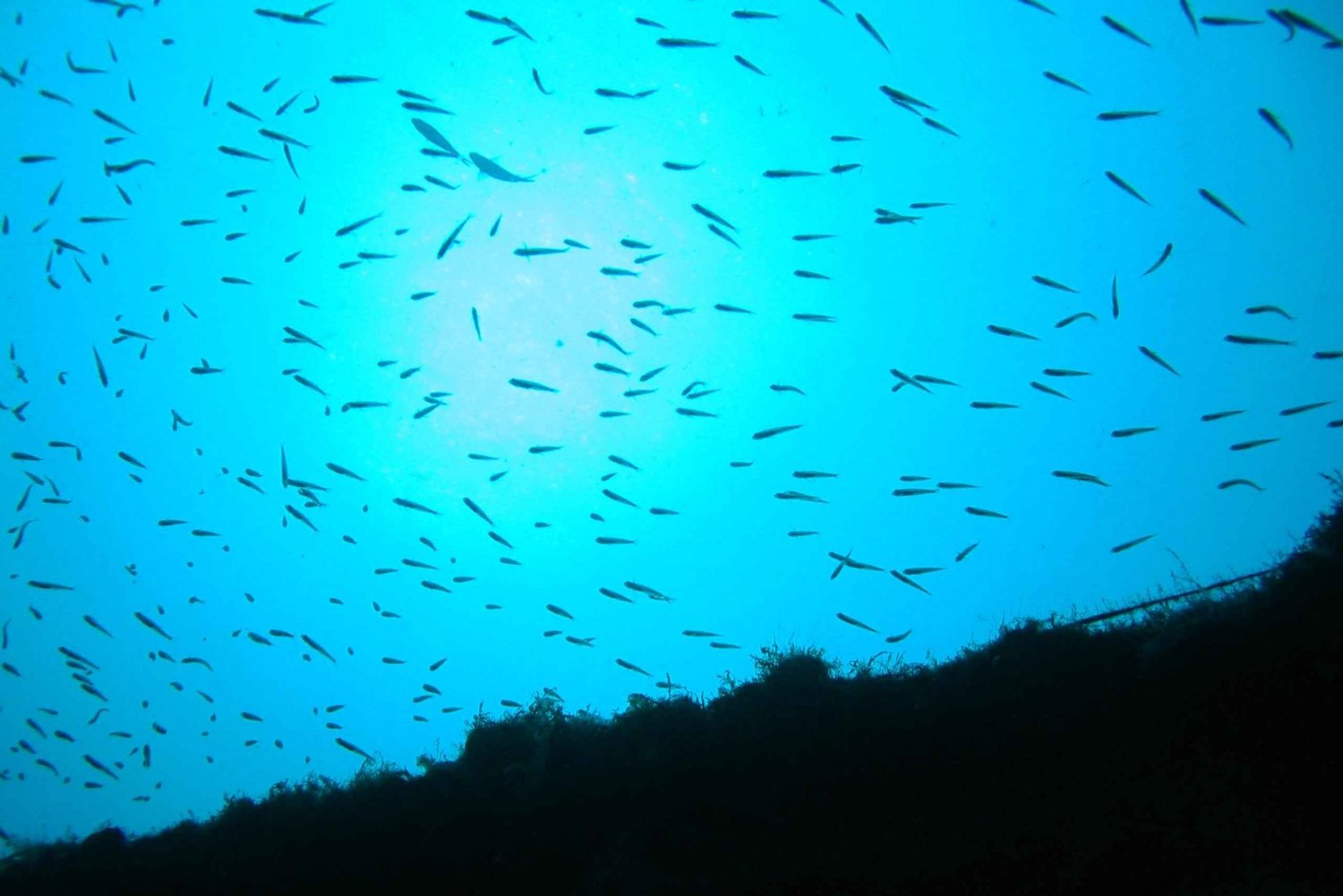 VRBNIK: Discovery scuba dive adventure