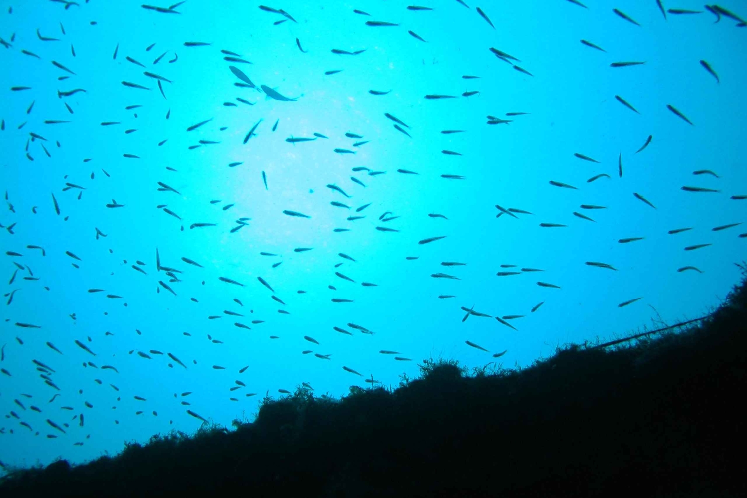 VRBNIK: Aventura de mergulho de descoberta