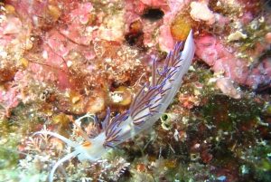 VRBNIK: Discovery scuba dive adventure