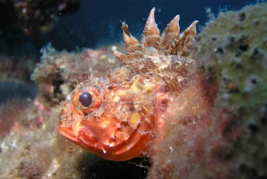 VRBNIK: Discovery scuba dive adventure