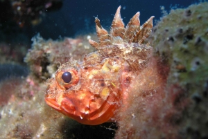 VRBNIK: Aventura de mergulho de descoberta