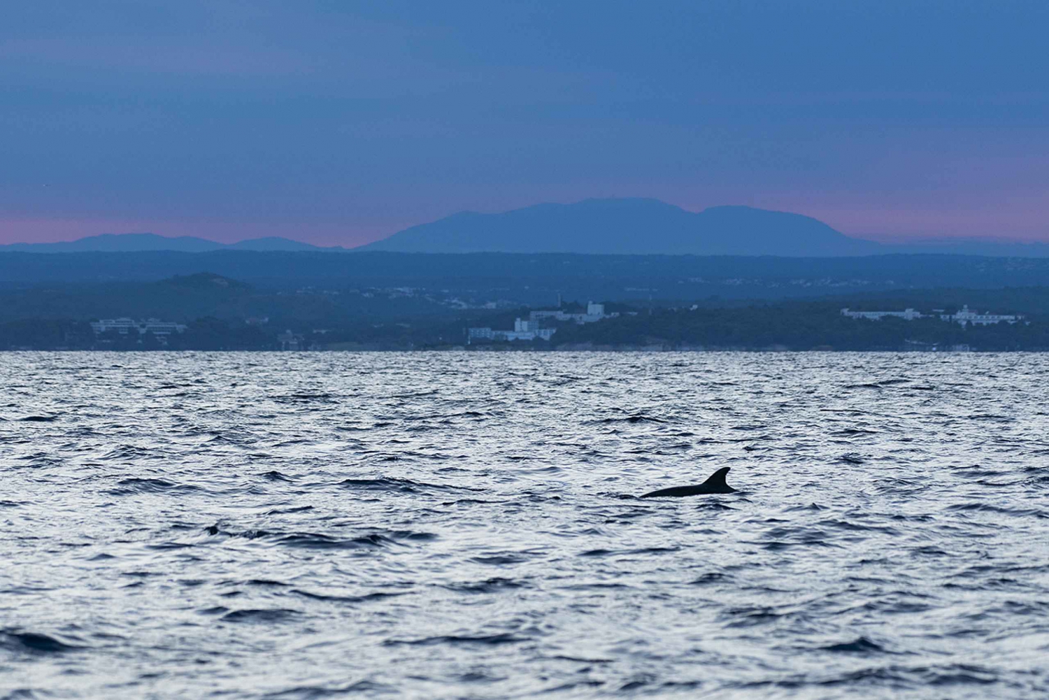 Vrsar: Dolphin Sunrise Adventure with Speedboat