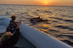 Vrsar: Dolphin Sunrise Adventure with Speedboat