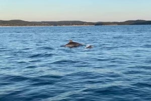 Vrsar: Dolphin Sunrise Adventure with Speedboat