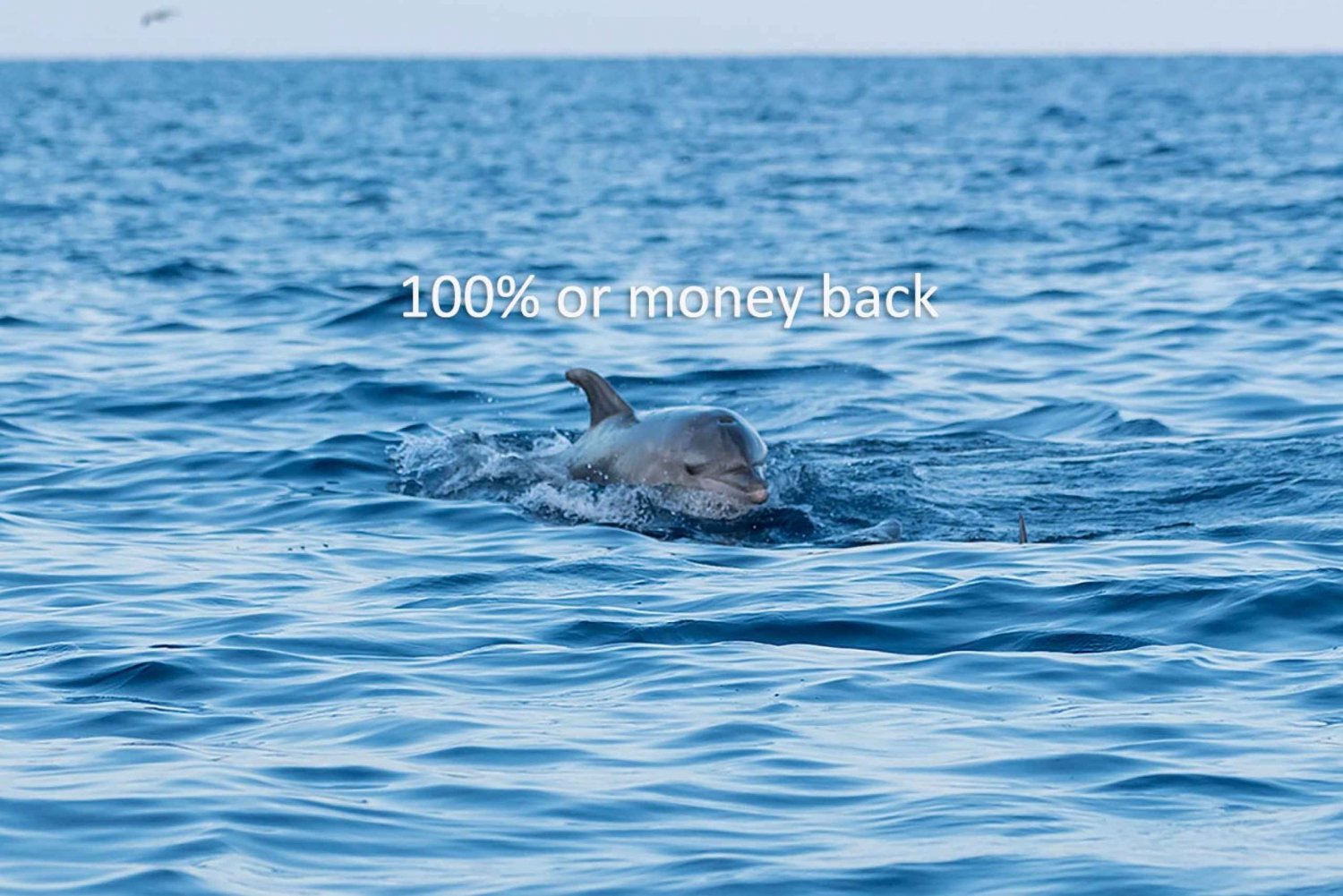 Vrsar: Delfiiniseikkailu auringonlaskun aikaan pikaveneellä