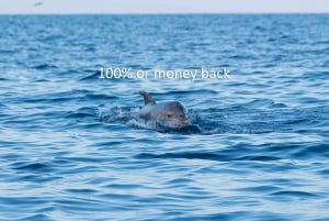 Vrsar : Aventure d'observation des dauphins au coucher du soleil en bateau rapide
