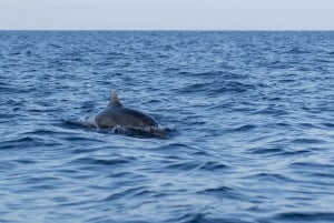 Vrsar: Dolphin Sunset Adventure with Speedboat