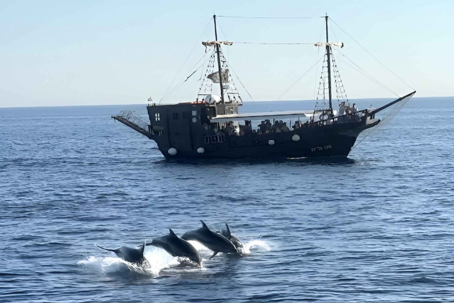Vrsar: passeio de barco para observação de golfinhos