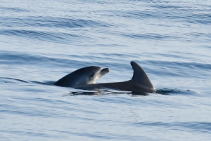 Vrsar: Dolphin Watching Boat Ride