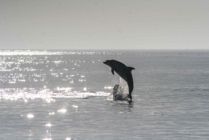 Vrsar: Dolphin Watching Boat Ride
