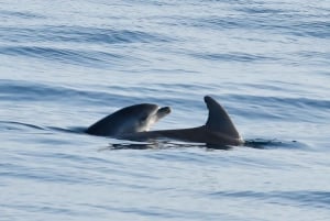 Orsera: giro in barca con osservazione dei delfini
