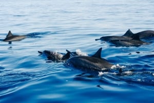 Vrsar : croisière d'observation des dauphins