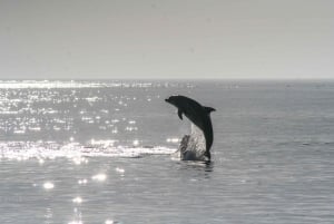 Vrsar: Båttur för delfinskådning