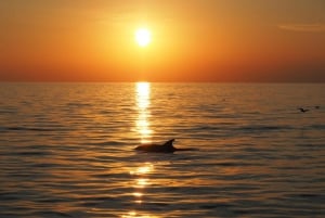 Vrsar: Bootsfahrt zur Delfinbeobachtung