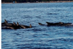 Vrsar: Bådtur på delfiner
