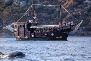 Vrsar: Dolphin Watching Boat Ride