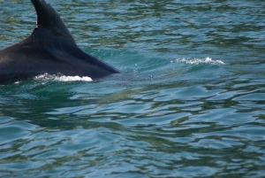 Vrsar: Dolphin Watching Boat Tour including Drinks