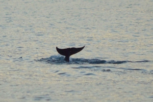 Vrsar: Dolphin Watching Boat Tour including Drinks