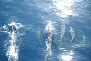 Vrsar: Passeio de barco para observação de golfinhos, incluindo bebidas