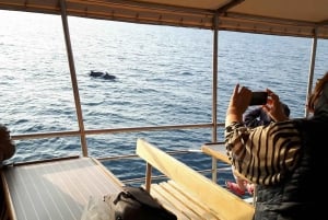 Vrsar: Bådtur med delfinobservation inklusive drikkevarer